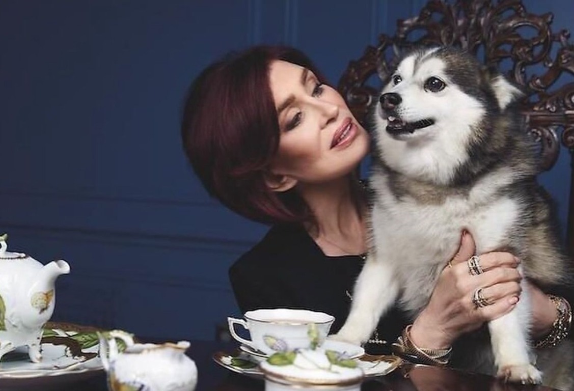 Triste demais: Sharon Osbourne lamenta morte de Elvis, cão resgatado há 14 anos Triste demais: Sharon Osbourne lamenta morte de Elvis, cão resgatado há 14 anos