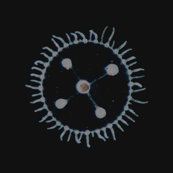 Luedji Luna - Um Mar Pra Cada Um