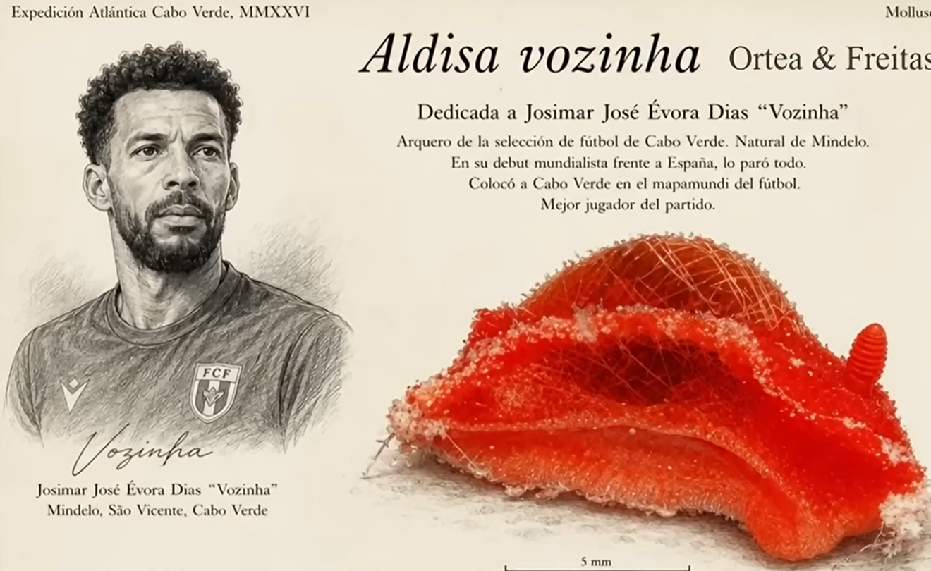 Vozinha ganha homenagem inédita e dá nome a nova espécie de molusco marinho